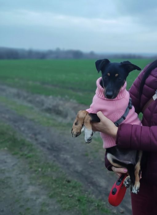 Віддам метиса такси