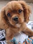 Cavalier King Charles Spaniel
