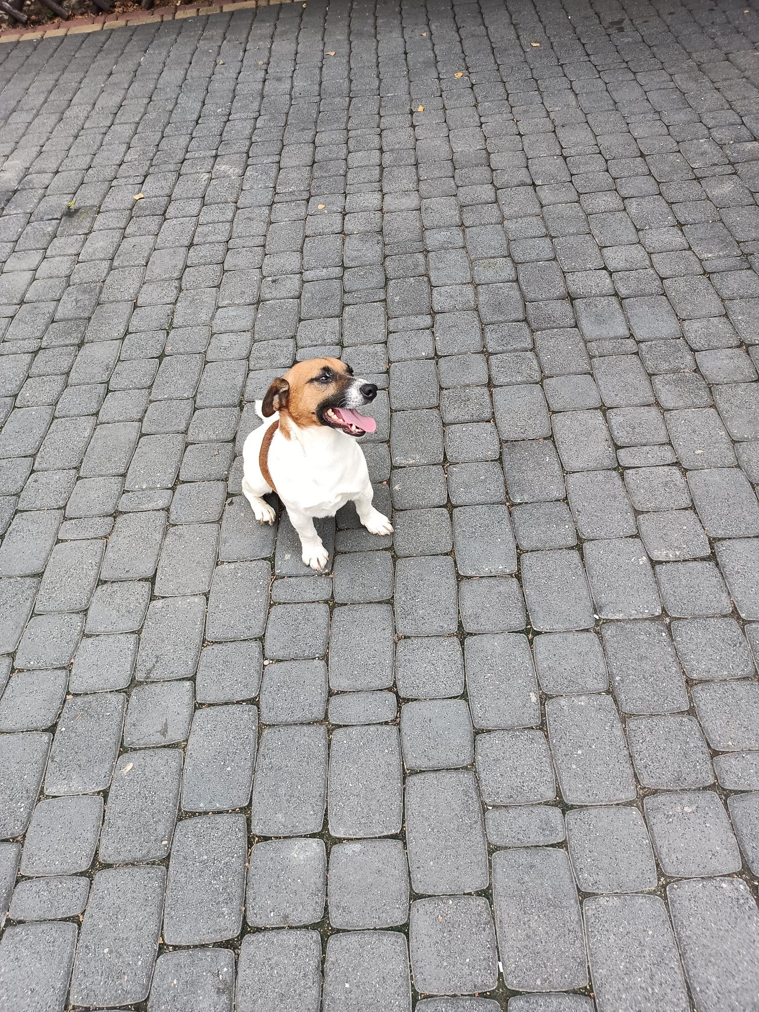 Jack Russell Terrier