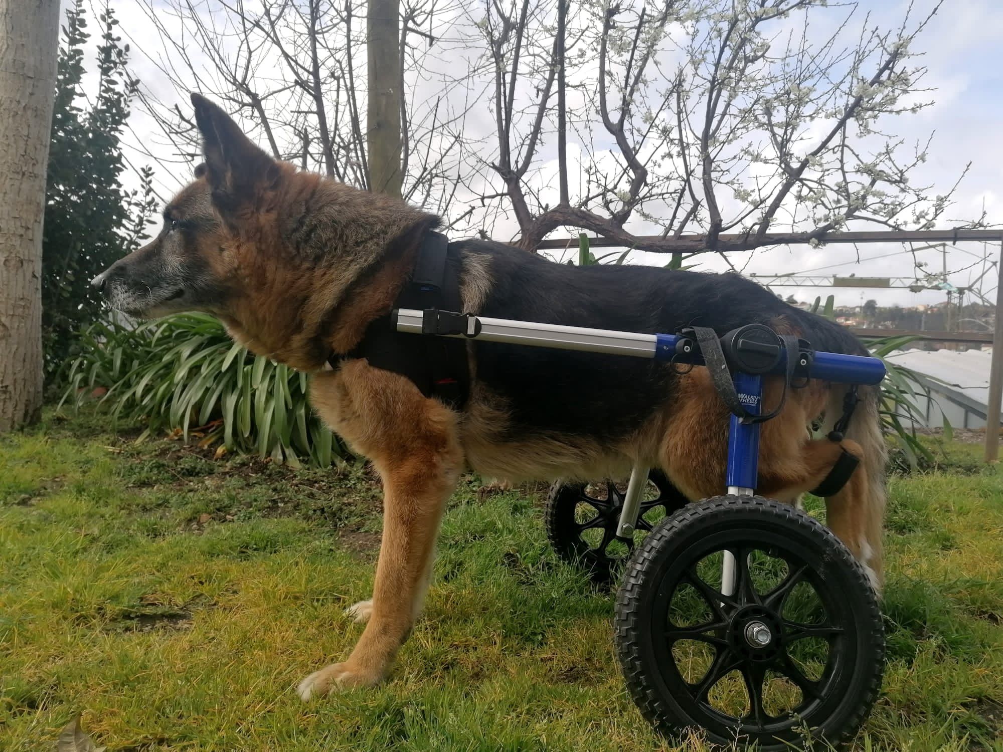 Cadeira de rodas para cão - walkin' wheels