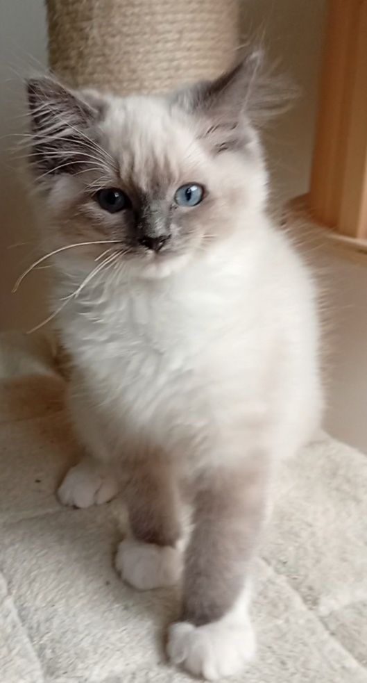 Ragdoll kociak FPL do płatnej adopcji