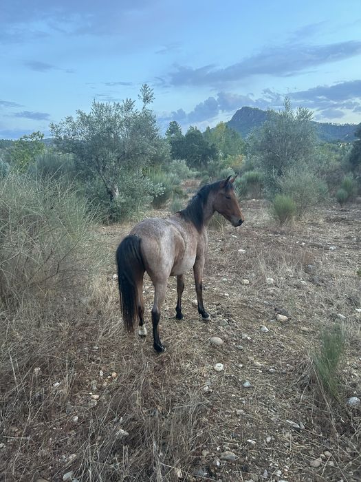 Vendo poldro/ poldras