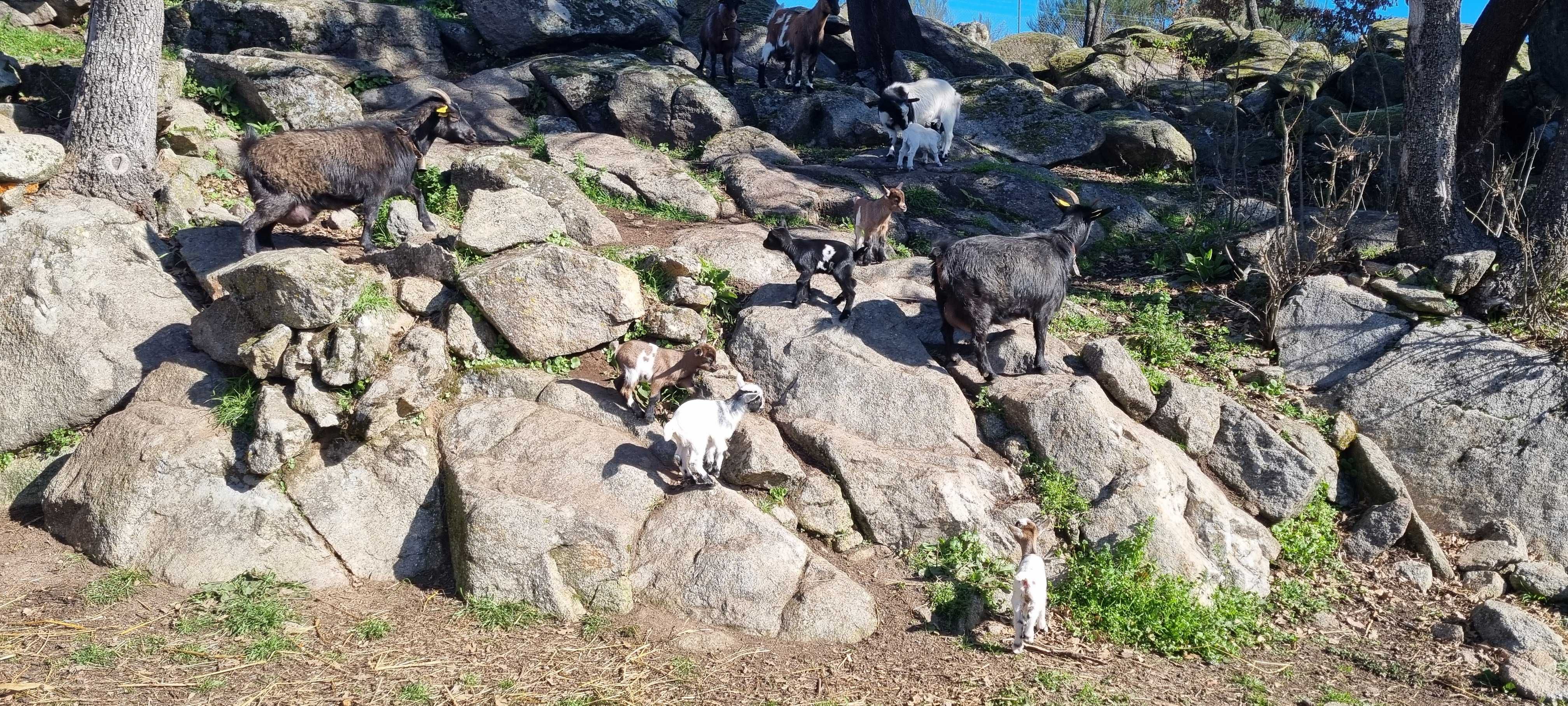 Cabras, cabritos anãs