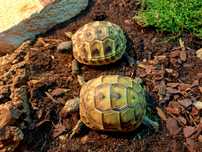 Żółwie greckie z terrarium kompletnym