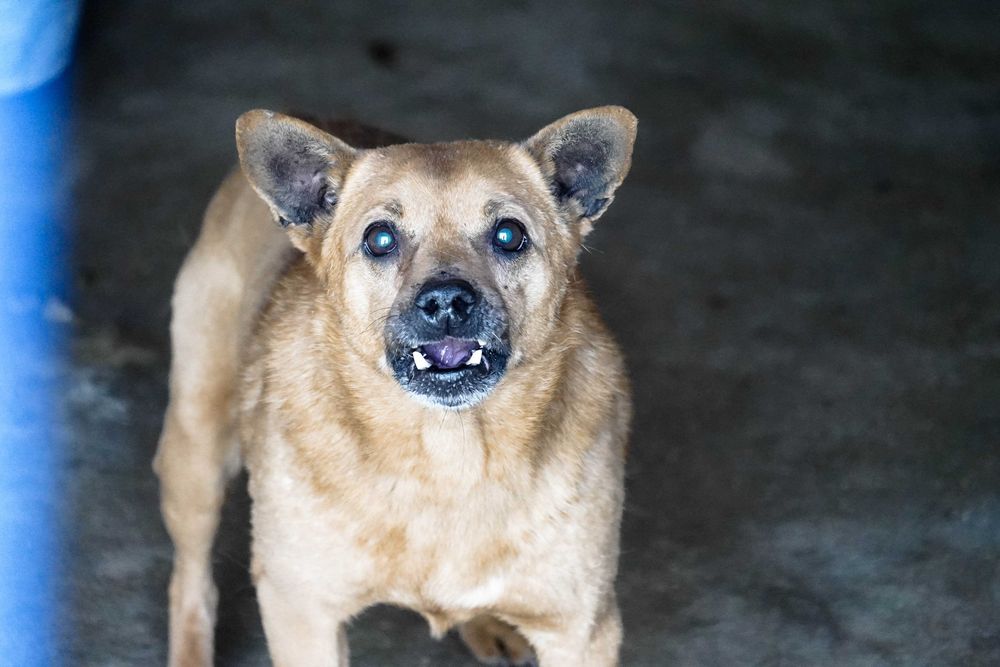 Grot - niewielki, biedny piesek szuka domu