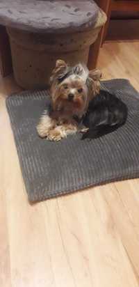 Yorkshire terrier suczka