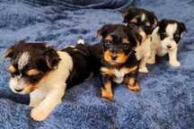 Yorkshire terrier tricolor