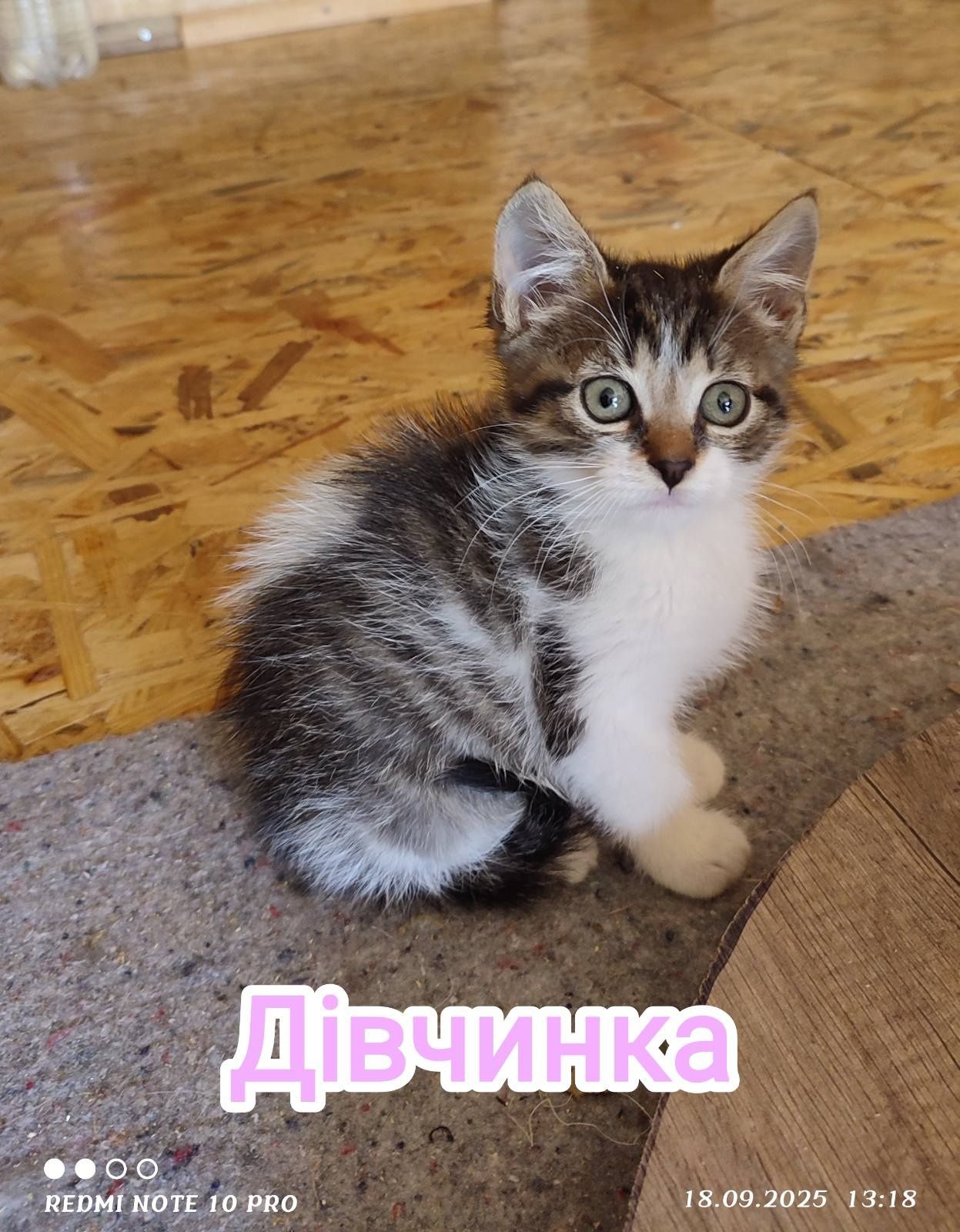 Кошенятка шукають родини