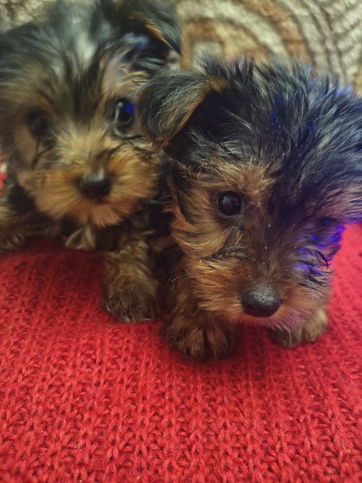 Śliczny piesek Yorkshire Terrier