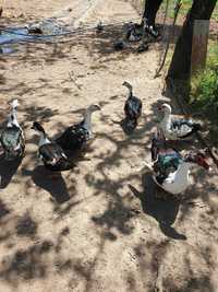 Frangos caseiros e Patos adultos