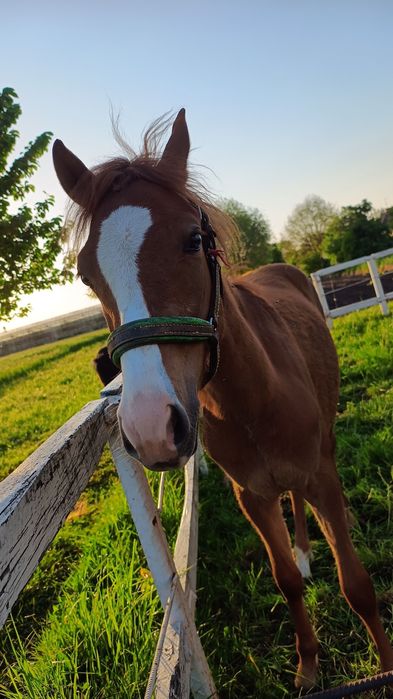 Sprzedam konia ogierek