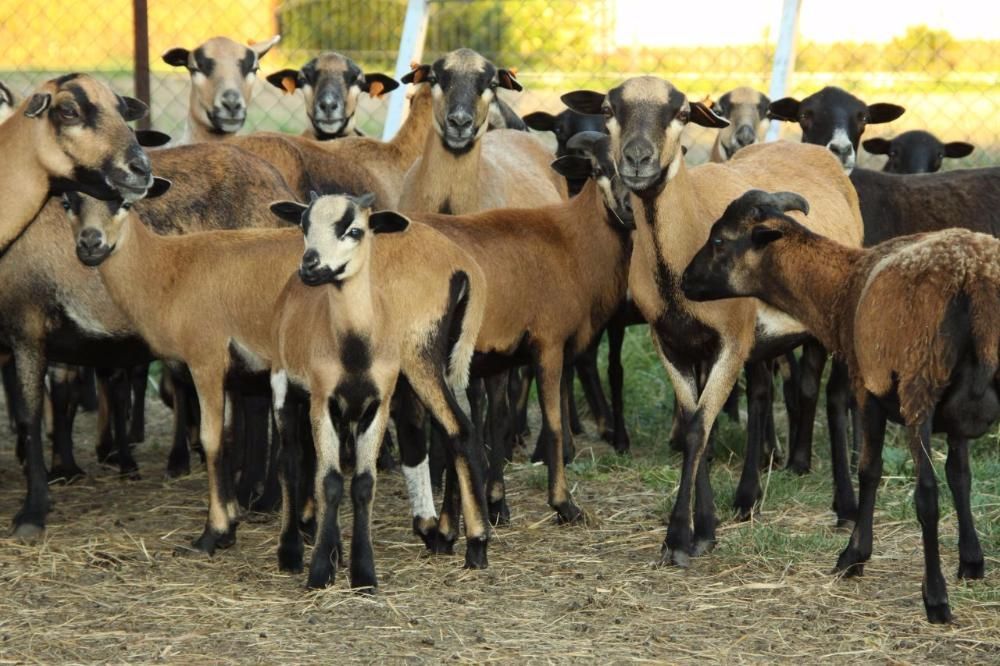 Sprzedam młode owce kameruńskie