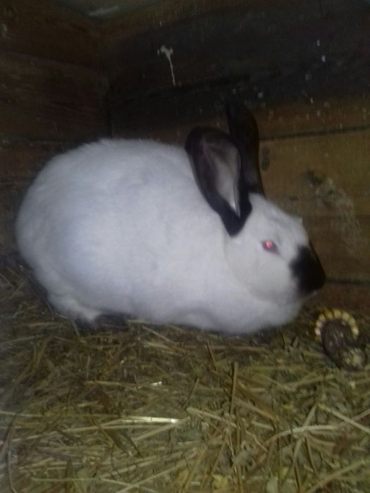 Молоді кролики готові до переїзду!!!