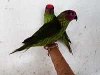 Casal - Loris - Goldiei papagaios