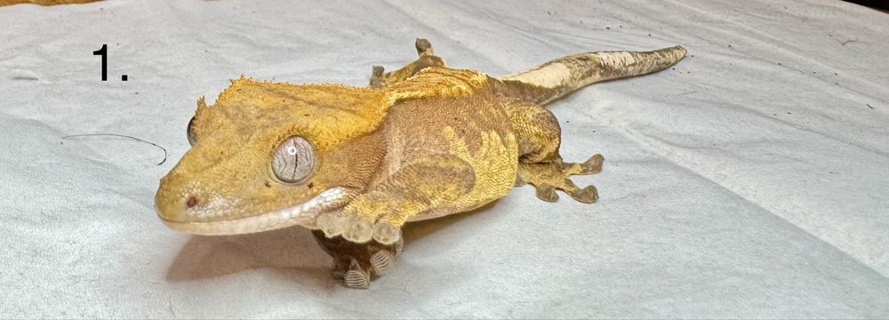 Gekony orzęsione Kraków