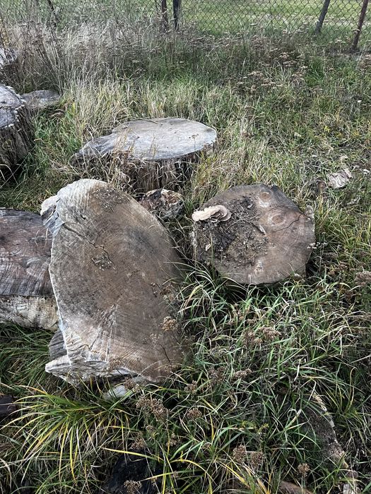 Drzewo za darmo sierzba