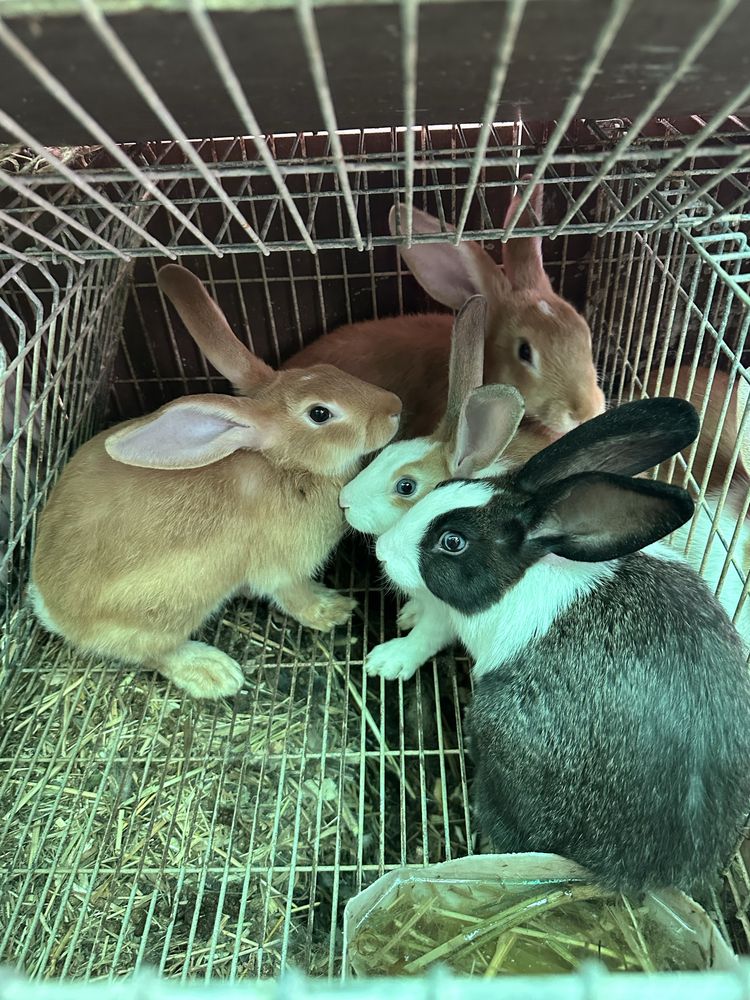 Coelhos caseiros