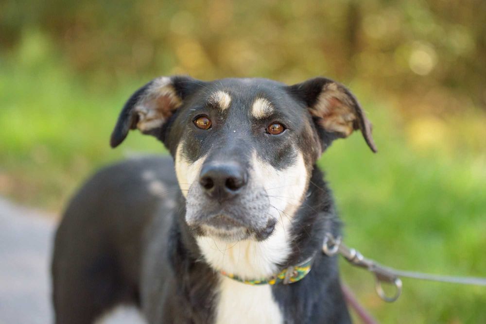 DEZRA - młodziutka, spora, trochę nieśmiała dziewczyna