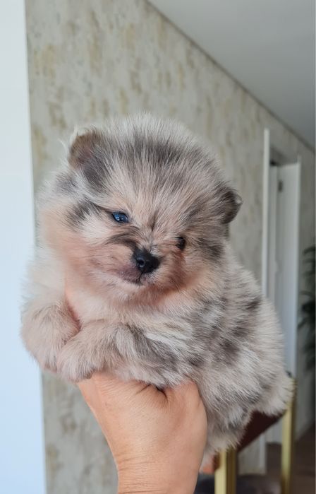 Exuberante Menino Lulu da Pomerânia mini de Qualidade