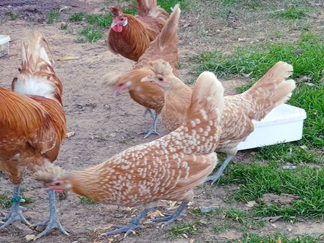 Яйце інкубаційне,курчата, Аппенцеллер срібло, золото, біле золото.