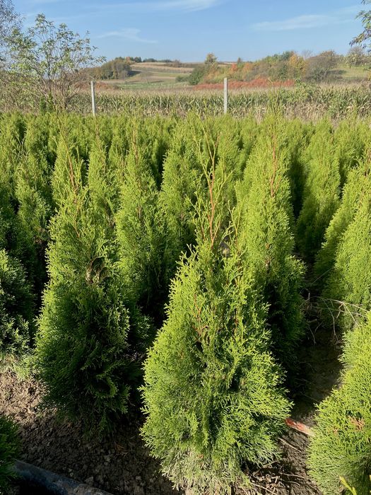 Tuja Szmaragd 110-120cm PRODUCENT ‼️ DOSTAWA ‼️ Szybka realizacja