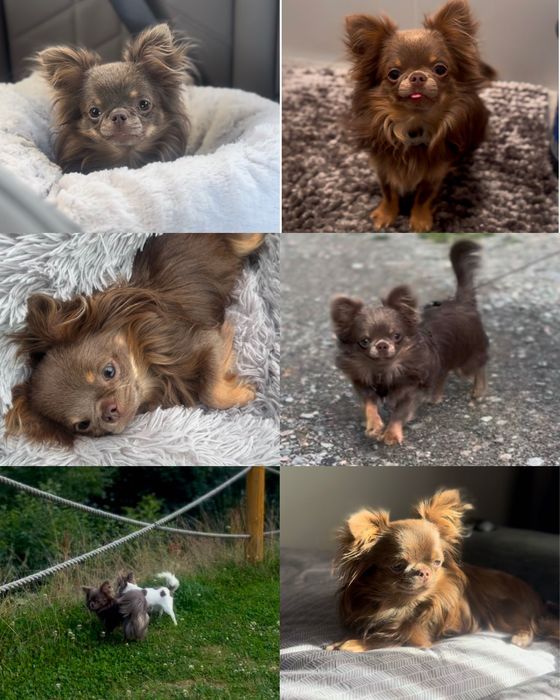 Uroczy, LILIOWY Chihuahua mini - długowłosy