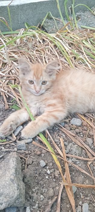 Віддам кошенят в добрі руки