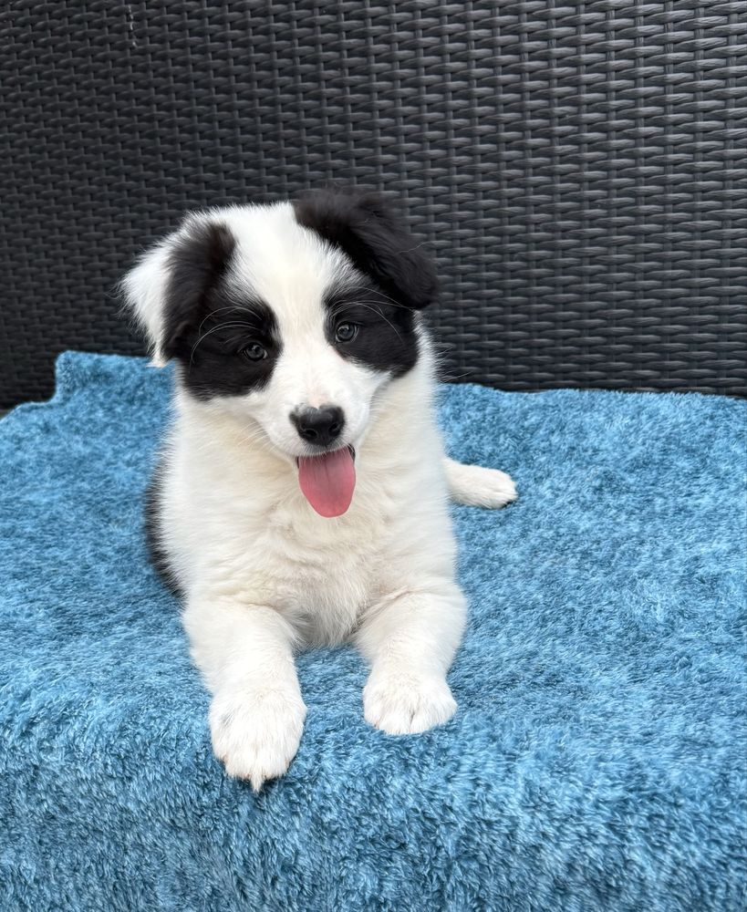 Border Collie sunia czarno biała  Panda