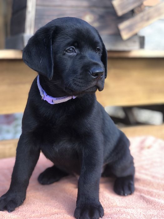 Породисті цуценята лабрадор ретривер