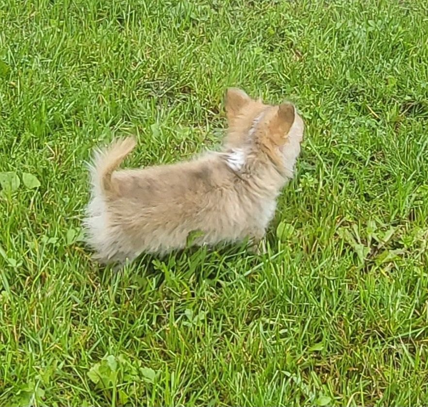 Chihuahua piesek