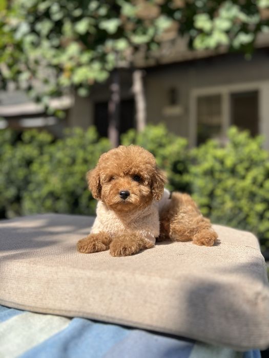 Мальтипу кроха мальчишка