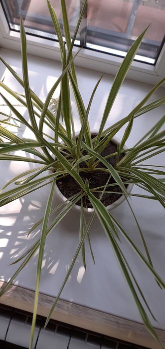 Хлорофитум с горшком