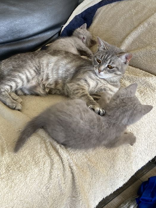 Дівчинка  Брітанска  Лілова 5міс