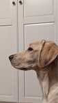 Oddam w dobre ręce — labrador Roy