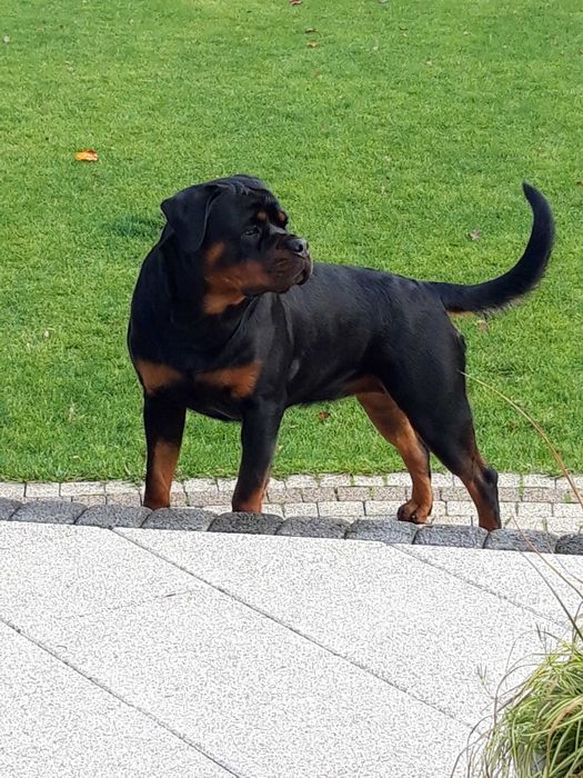 Rottweiler szczenięta ZKwP (FCI)