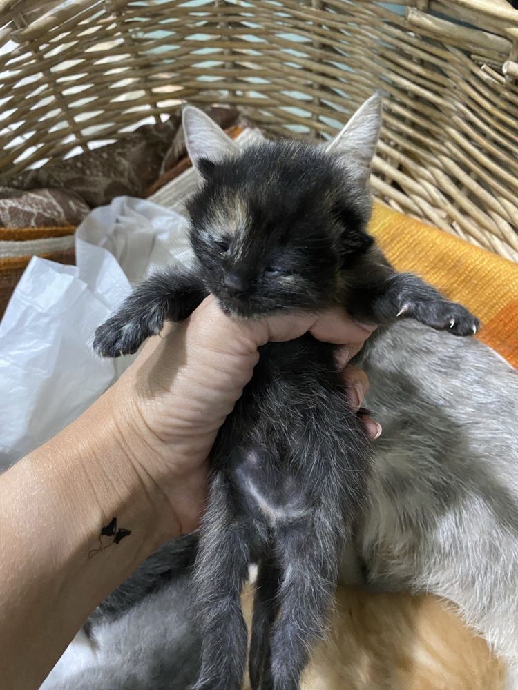 Котята бесплатно, мама британская кошка