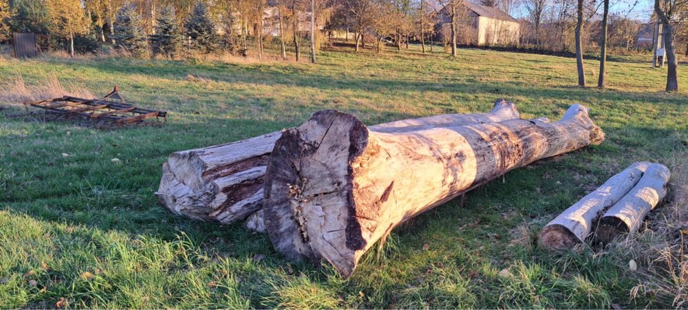 Topola kłoda 200zł za m