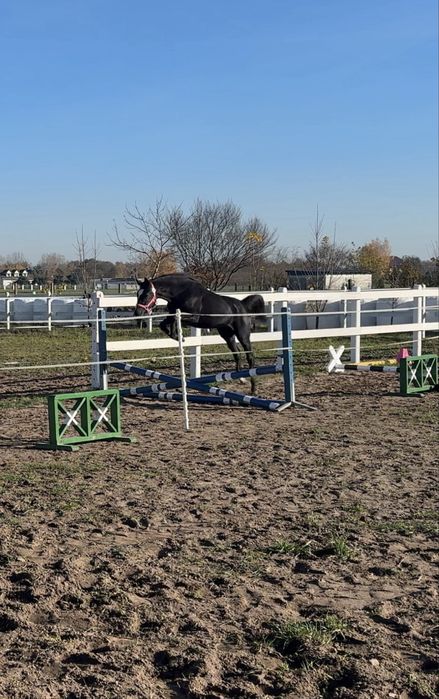 Przyszłościowa młoda klacz do sportu