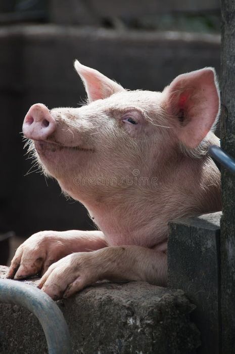 Tucznik z własnego chowu!