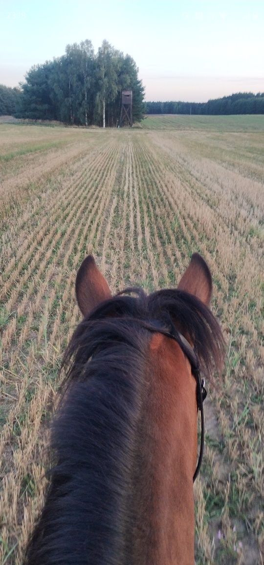 Hucuł. Klacz huculska, zajeżdżona. 2018r.