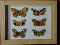 Motyle w ramce / gablotce 17 x 22 cm . Ćmy polskie . Arctia caja