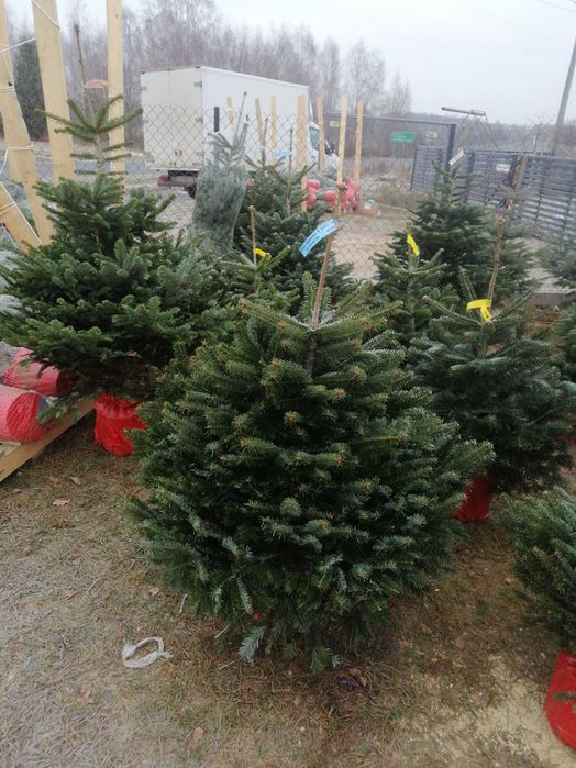 Jodła Kaukaska doniczka, jodły w donicy