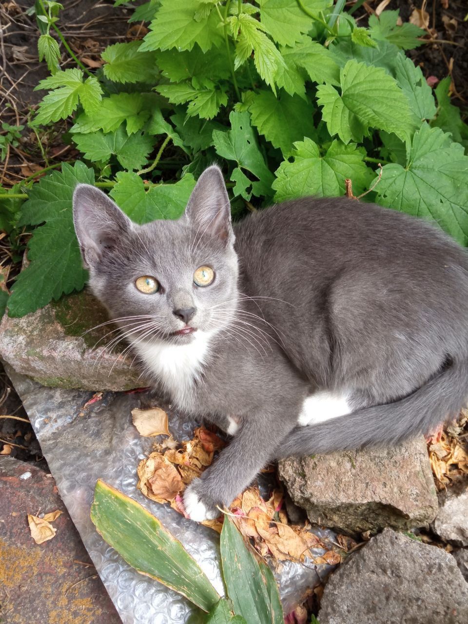 Кошеня. Котик. Безкоштовно.