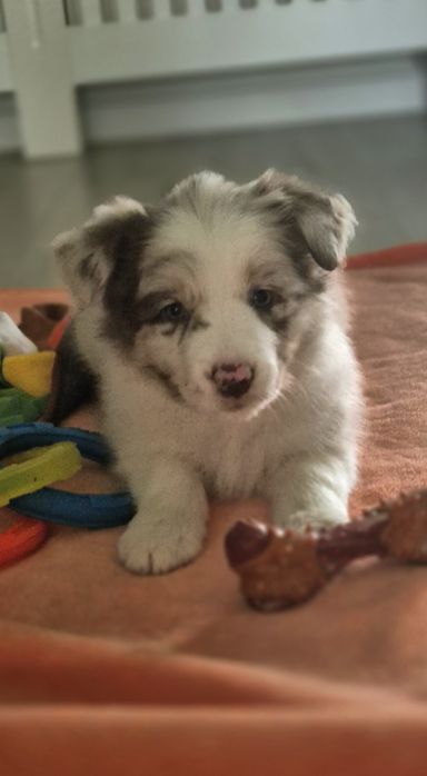 Border Collie szczenięta