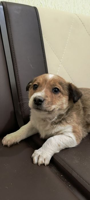 Собачка, цуценя, щеня. Цуценята