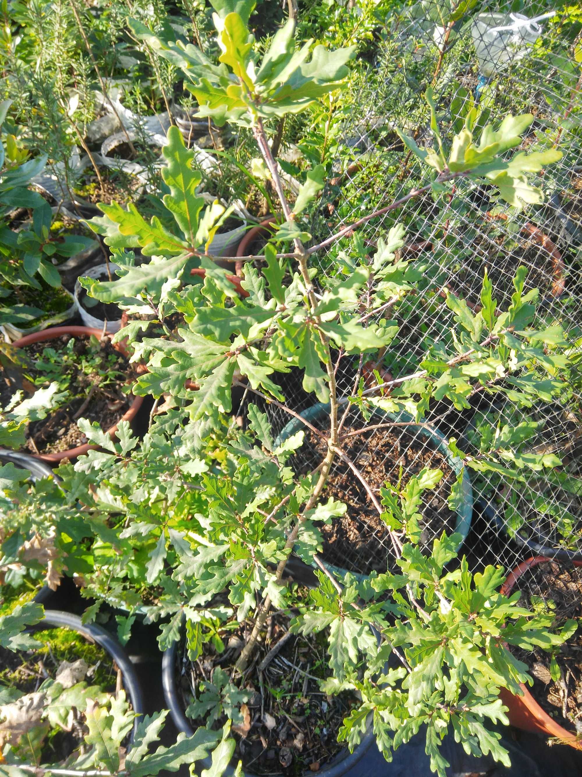 Plantas de maracujá, alecrim, sobreiros, carvalhos e glicínias