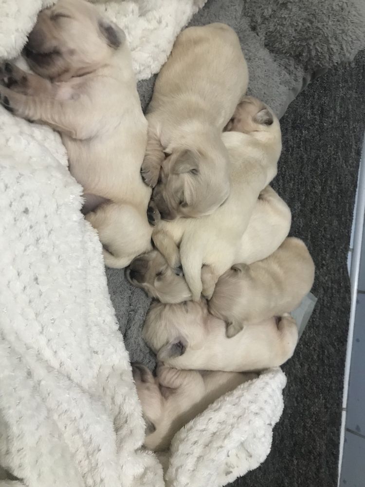 Reproduktor Golden Retriever
