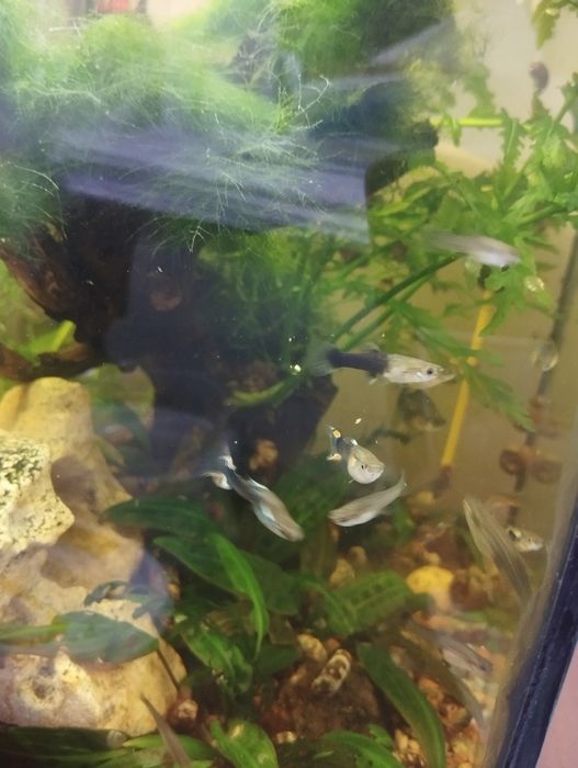 Гуппи, бесплатно