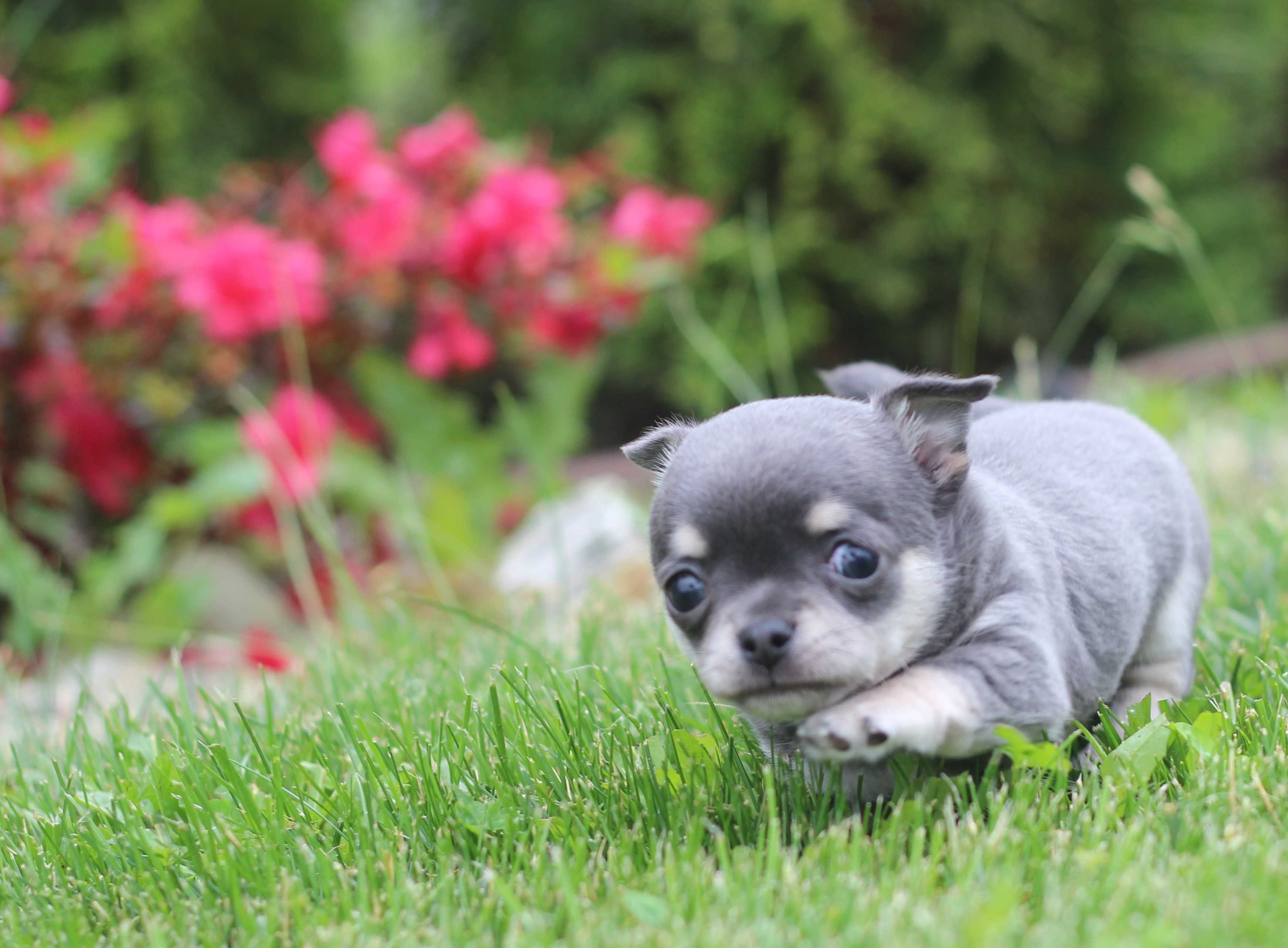 Mikro chihuahua Brutus cudny chłopiec