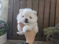 Lulu da Pomerânia Branquinho LOP